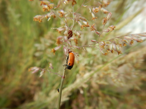 Labidostomis lusitanica