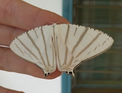 Urapteroides astheniata