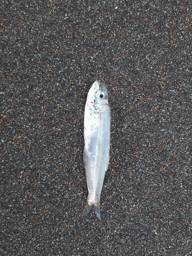 Dogtooth herring (Chirocentrodon bleekerianus) — Pristigasteridae