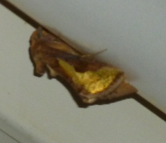 Thysanoplusia orichalcea