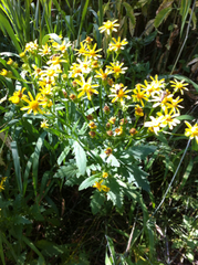 Packera streptanthifolia