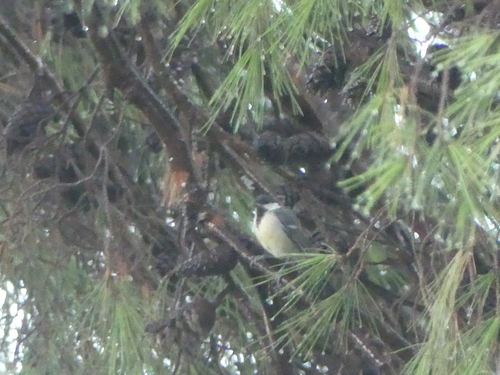 Great Tit photographed in Monaco
