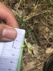 Astragalus agnicidus