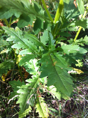 Packera streptanthifolia