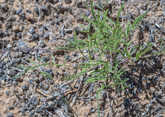 Astragalus brandegeei