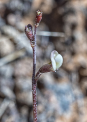 Astragalus brandegeei