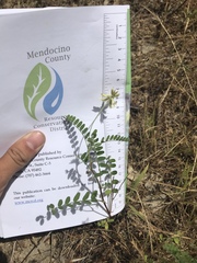 Astragalus agnicidus