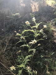 Astragalus agnicidus