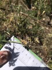 Astragalus agnicidus