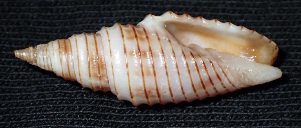 Subcancilla erythrogramma