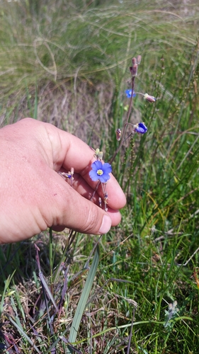 Image of Heliophila africana by (c) Jacques van der Merwe, some rights reserved (CC BY-SA)
