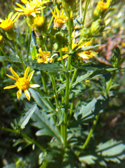 Packera streptanthifolia