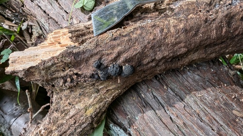 Annulohypoxylon truncatum