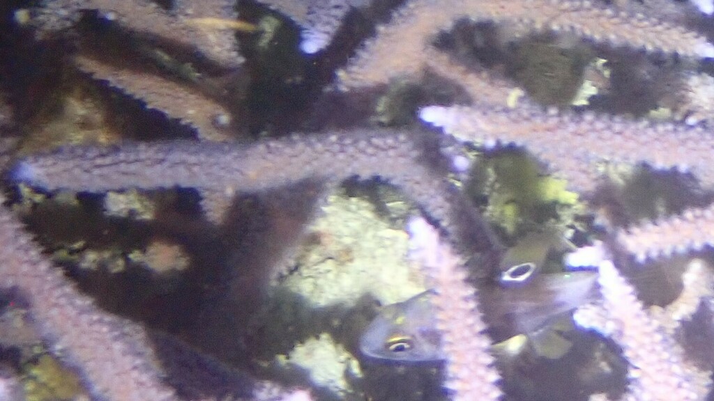 Black Cardinalfish