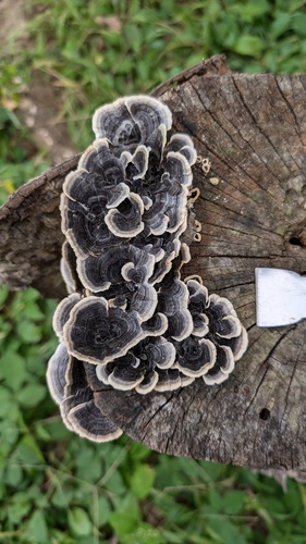 Trametes versicolor