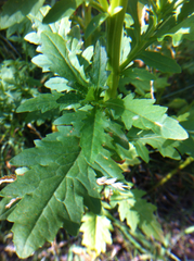 Packera streptanthifolia