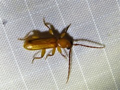 Smodicum cucujiforme