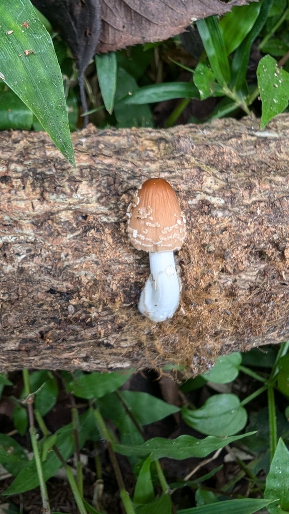 Coprinellus domesticus · September 2024 · photo: © atsushi_nakajima_cirque (iNaturalist, cc-by)