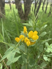 Thermopsis montana