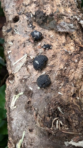 Annulohypoxylon truncatum