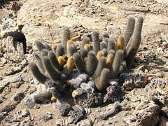 Brachycereus nesioticus