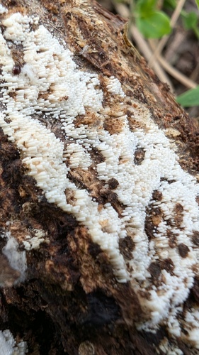 Henningsomyces candidus