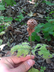 Monarda bradburiana
