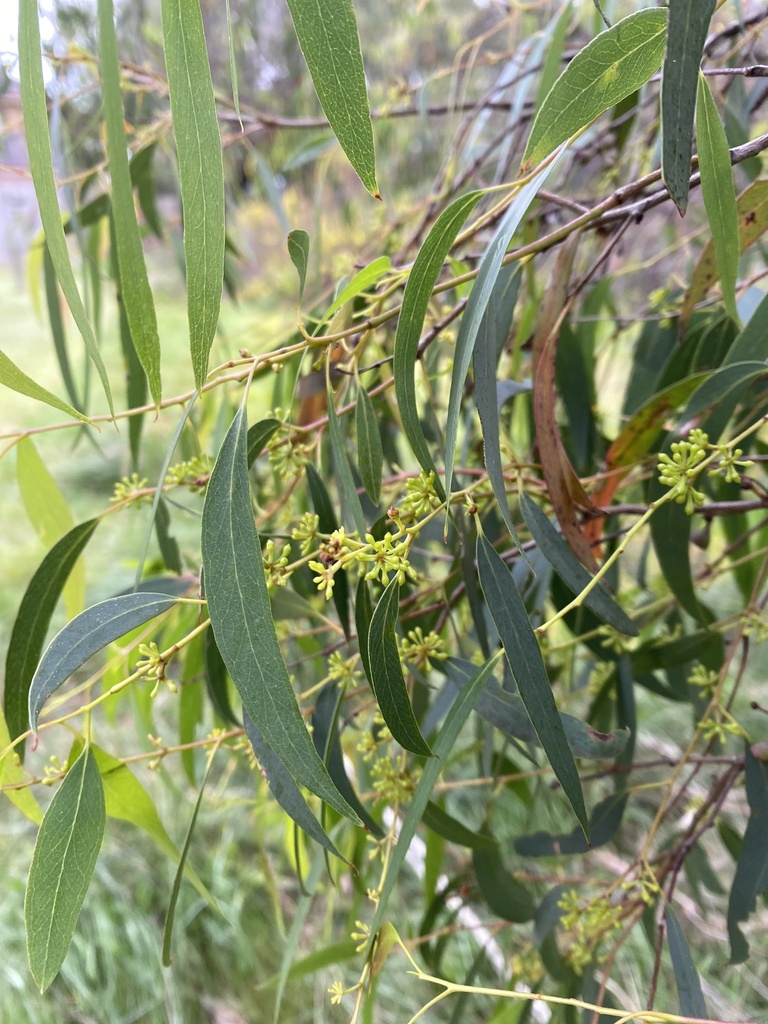 narrowleaf peppermint gum from Whitecliffe Dr, Rowville, VIC, AU on