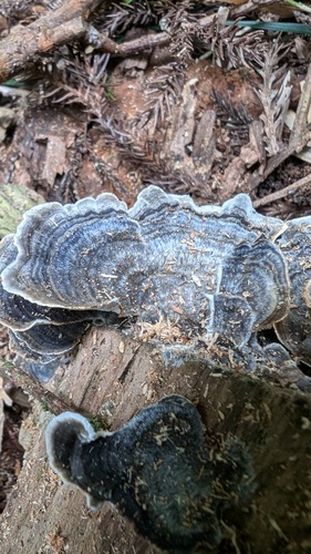 Trametes versicolor