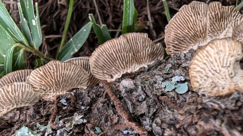 Daedaleopsis tricolor