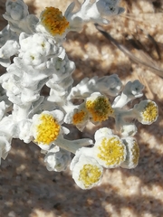 Achillea maritima maritima