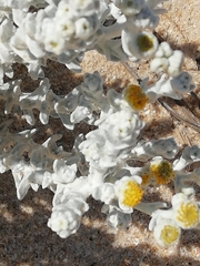 Achillea maritima maritima