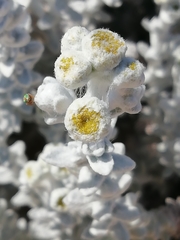 Achillea maritima maritima