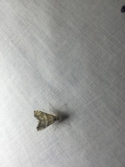 Neocataclysta magnificalis