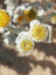 Achillea maritima maritima