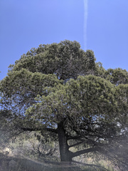 Pinus quadrifolia