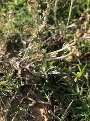 Gamochaeta falcata