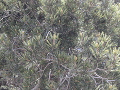 Pinus quadrifolia