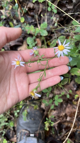 Image of Symphyotrichum anomalum by (c) diana schwartz, some rights reserved (CC BY)