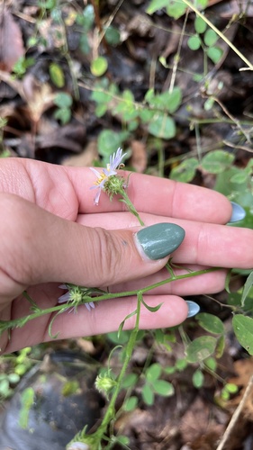 Image of Symphyotrichum anomalum by (c) diana schwartz, some rights reserved (CC BY)