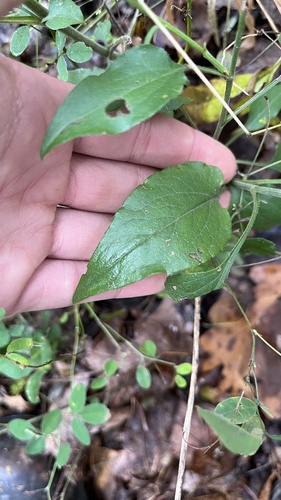 Image of Symphyotrichum anomalum by (c) diana schwartz, some rights reserved (CC BY)