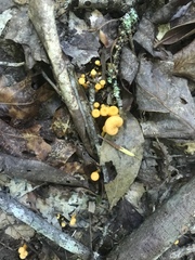 Cantharellus minor