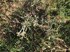 Gamochaeta falcata