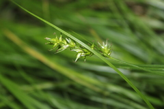 Carex spicata