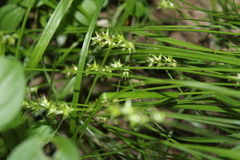 Carex spicata