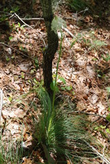 Xerophyllum asphodeloides