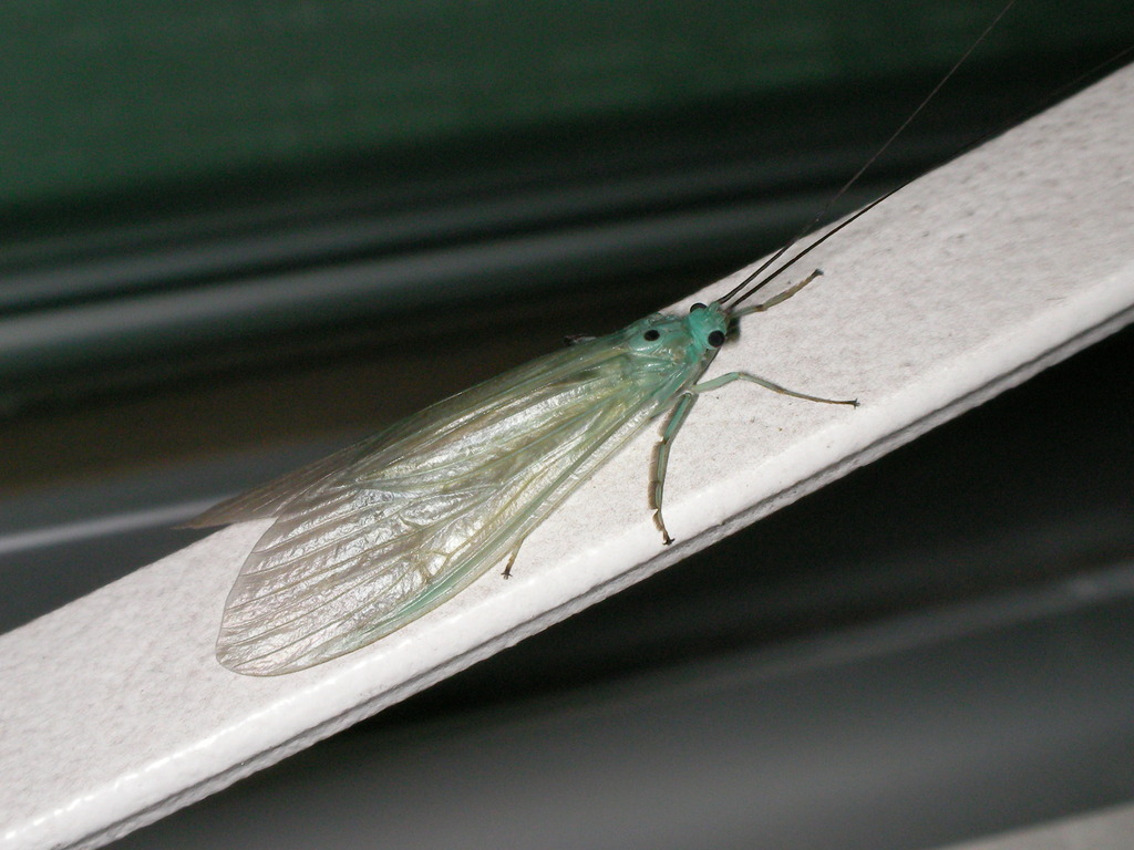 Polymorphanisus unipunctus