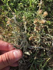 Gamochaeta falcata