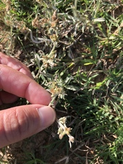 Gamochaeta falcata