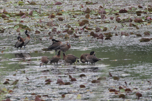 White-faced Whistling-Duck